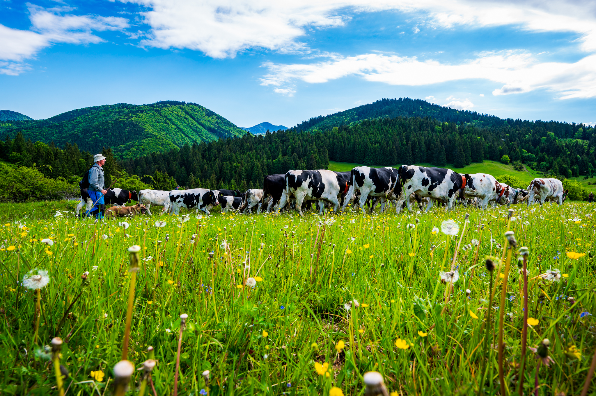 NZ6 7191 DxO DeepPRIME XD2s